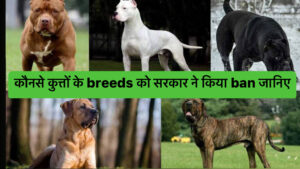23 Dog Breeds Banned in India |यह कुत्तों के 23 breeds ban हुए भारत मैं जानिए