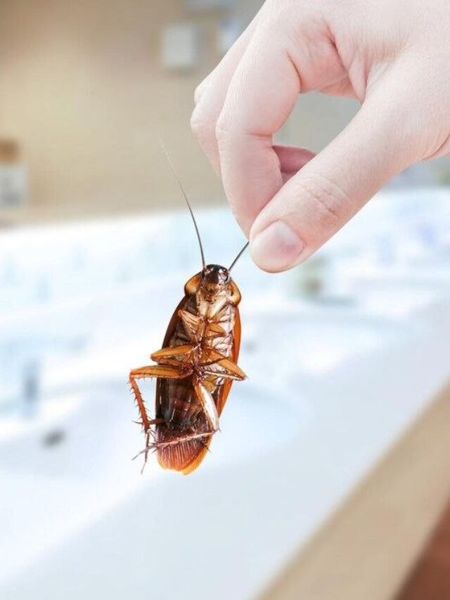 सिर्फ एक ट्रिक से भगाए cockroach को घरसे बाहर । cockroach Killer at home