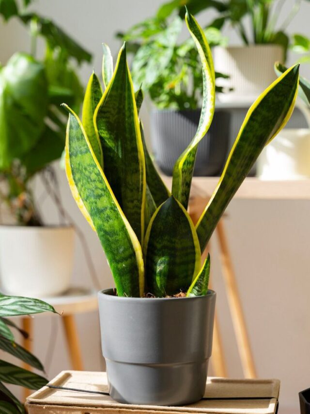 keep these plants in home as purifier